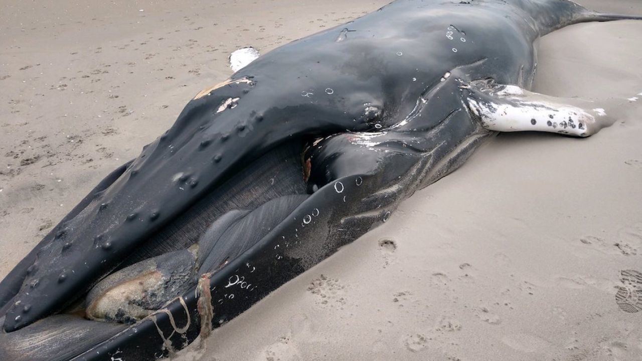 A dead humpback whale washed up in Breezy Point, Queens on Monday, Feb. 12, 2018, according to the Atlantic Marine Conservation Society.