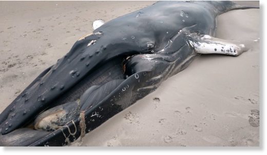 Click to enlarge A dead humpback whale washed up in Breezy Point, Queens on Monday, Feb. 12, 2018, according to the Atlantic Marine Conservation Society.