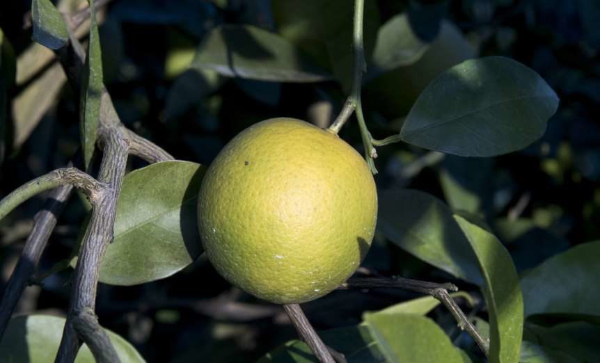 fruit