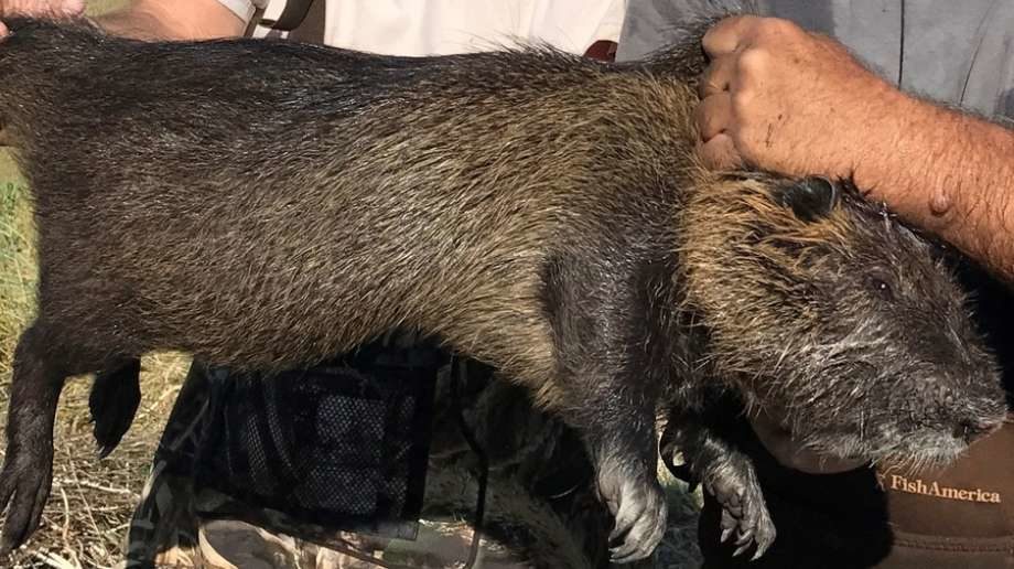 nutria, large rodent