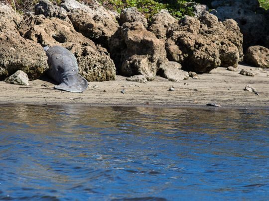 Click to enlarge A dead manatee seen Tuesday, January 30, 2018,