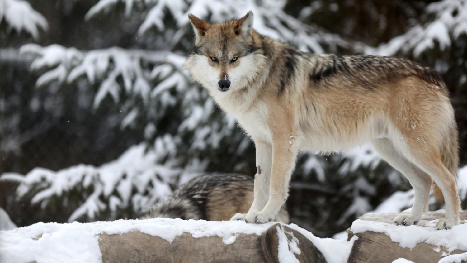 Mexican wolf Broookfield zoo