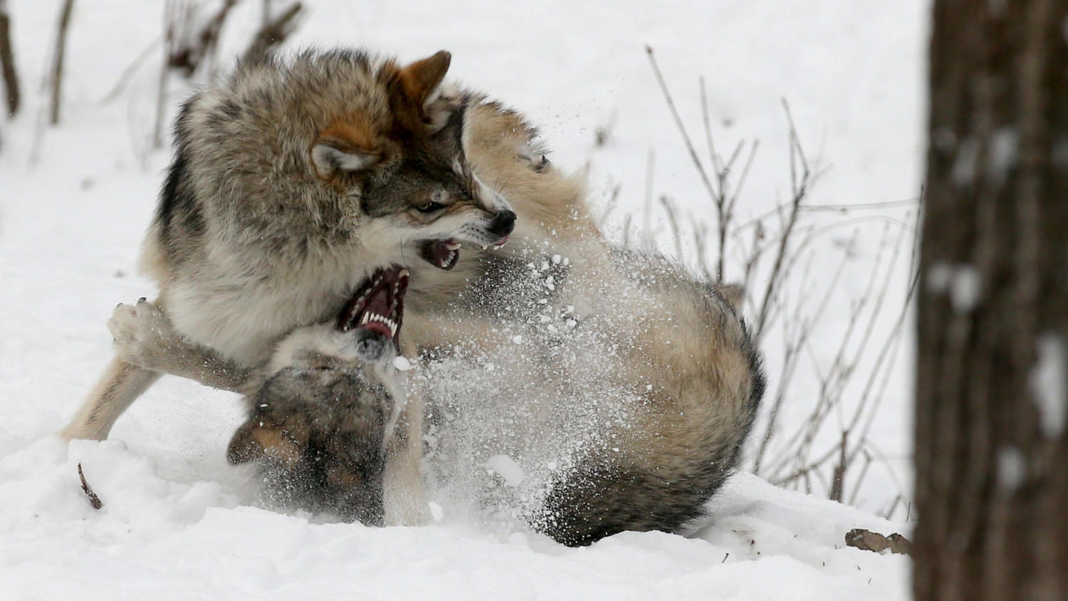 Mexican wolves Brookfield zoo