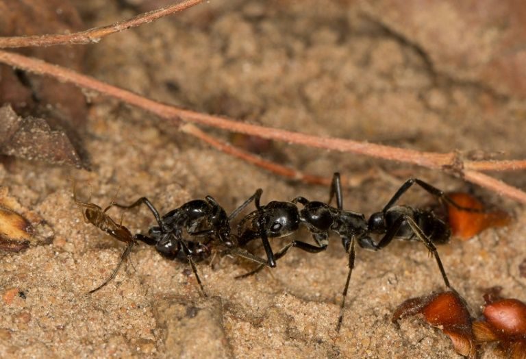 Click to enlarge Matabele Ant