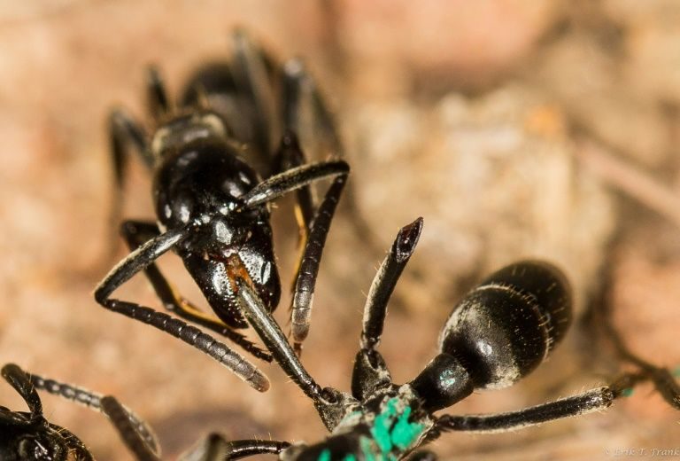 Click to enlarge African Matabele ant
