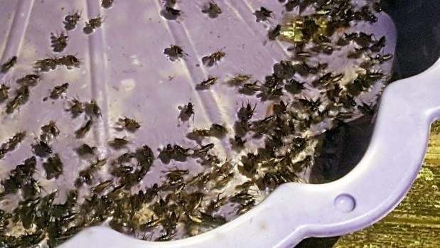 Siobhan Lemme snapped this photo of hundreds of crickets drowned in a paddling pool.