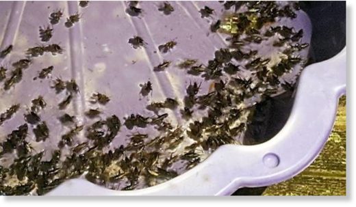 Siobhan Lemme snapped this photo of hundreds of crickets drowned in a paddling pool.