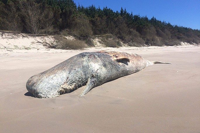 The dead whale found on Papamoa Beach today by John Howlett.