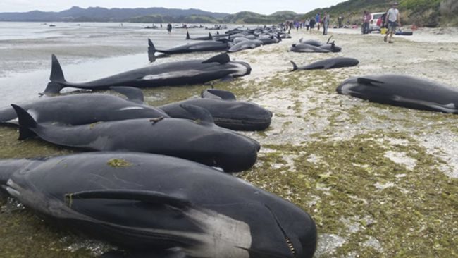 More than two dozen pilot whales died