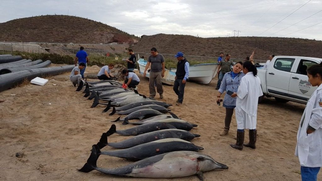 Dead dolphins seen on a beach in Mexico on Tuesday