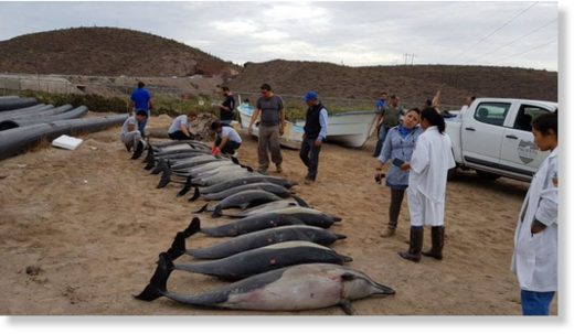 Dead dolphins seen on a beach in Mexico on Tuesday