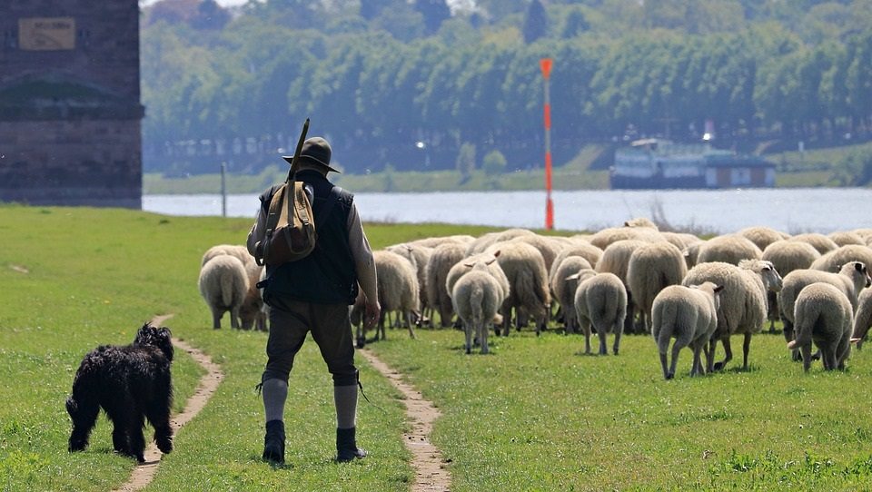 sheep