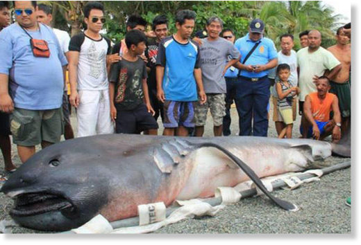 RARE SIGHT: The extremely rare megamouth shark washed ashore in Negros Oriental