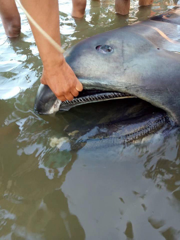 Locals considered the rare shark a sign of impending doom