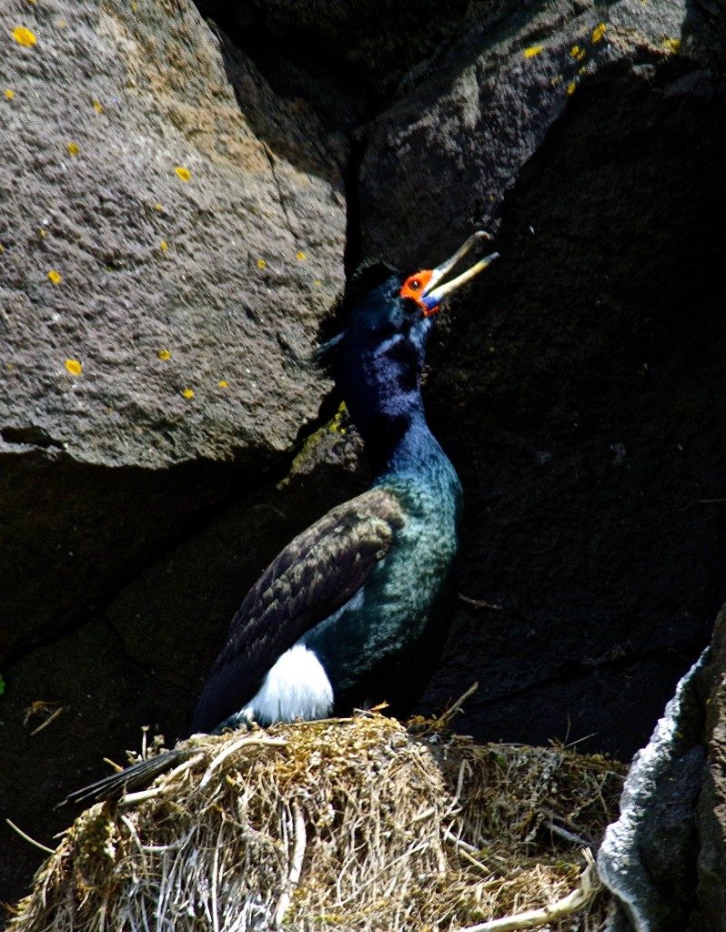 A red-faced cormorant on its nest on St. Paul Island in summer 2015.
