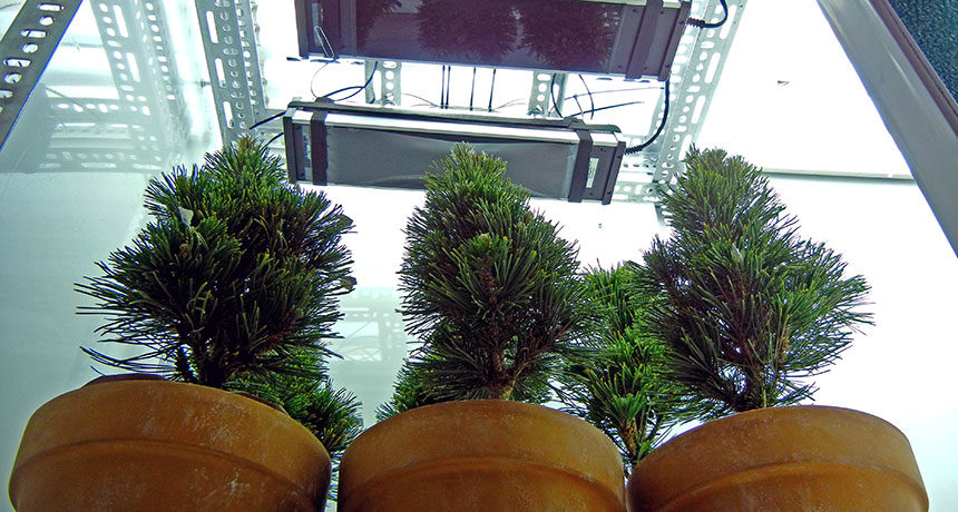 Click to enlarge Dwarf pines