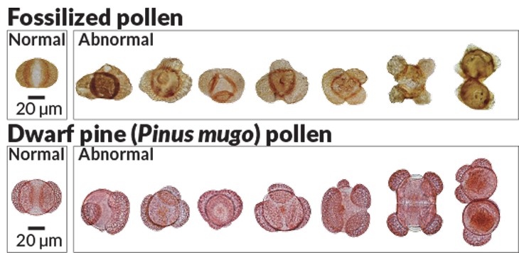 Click to enlarge imperfect pollen