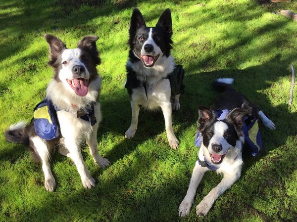 Click to enlarge Border collies