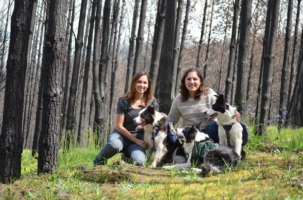 Click to enlarge Border collie handlers