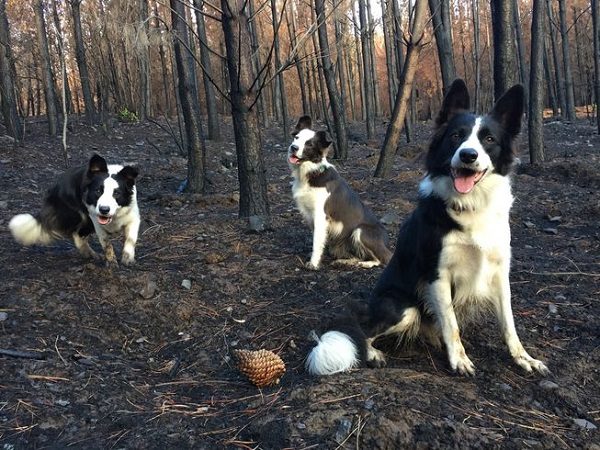 Border collies