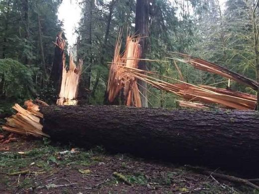 Click to enlarge Downed trees in Olympic National Park