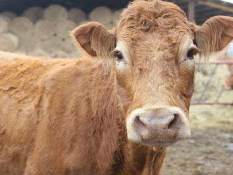 The cow appears to have won its right to live after a campaign by politician