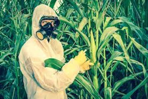 Monsanto
