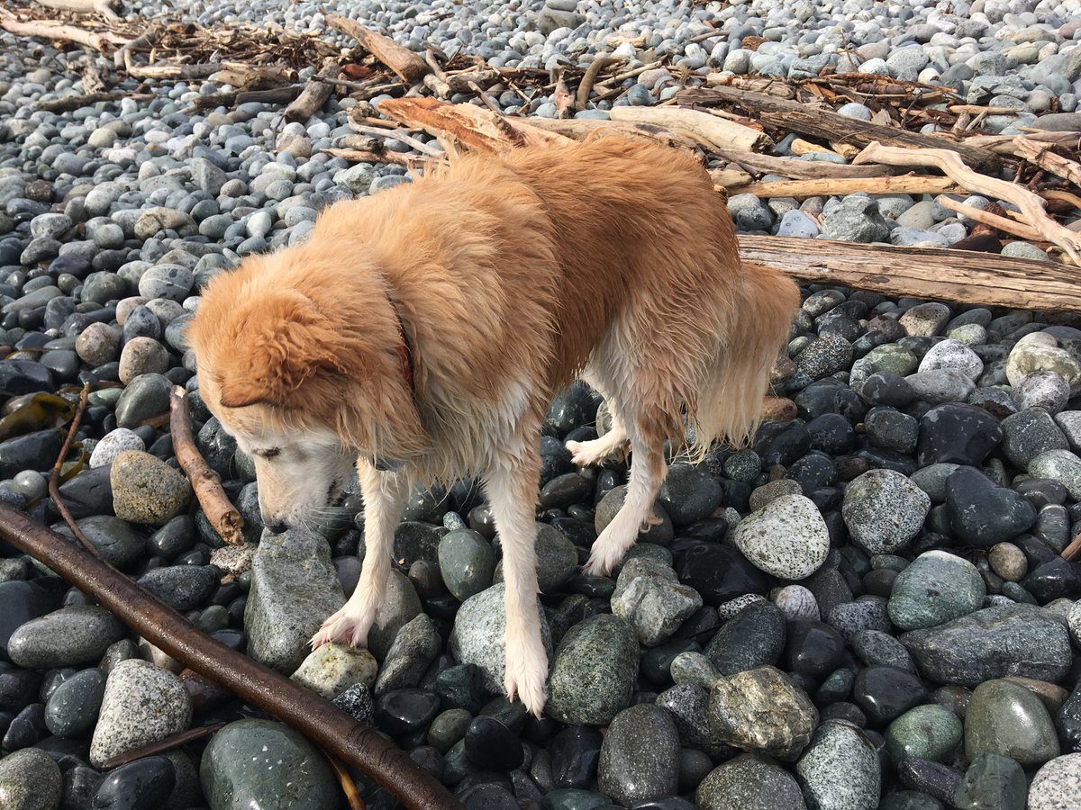 Three otters tried to drown this golden retriever cross.