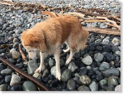 Three otters tried to drown this golden retriever cross.