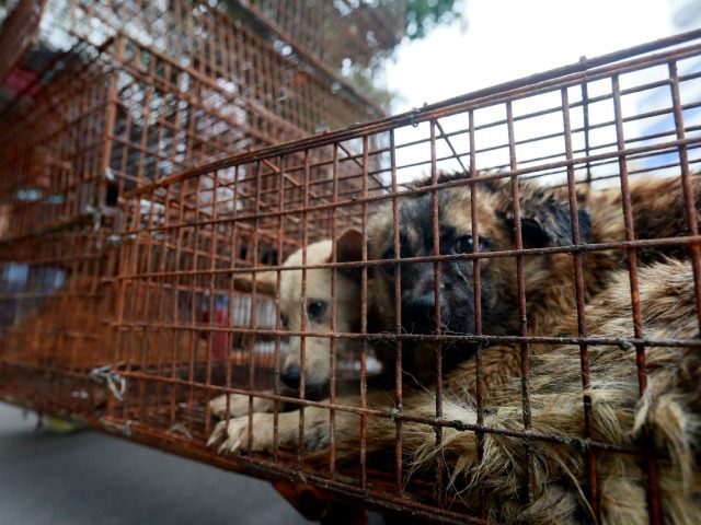 Click to enlarge caged dogs