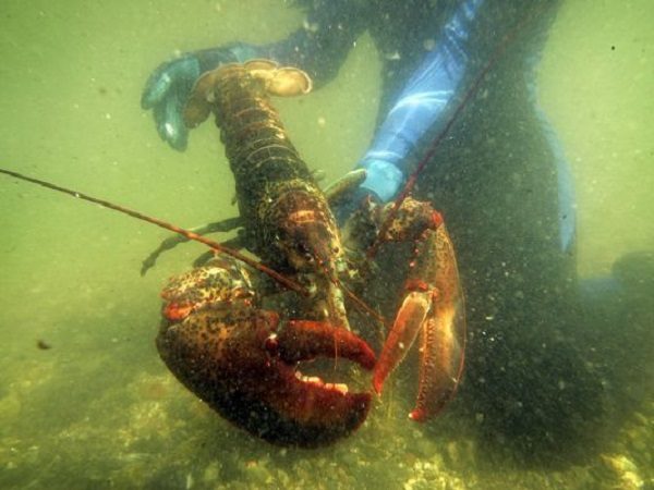 Lobster