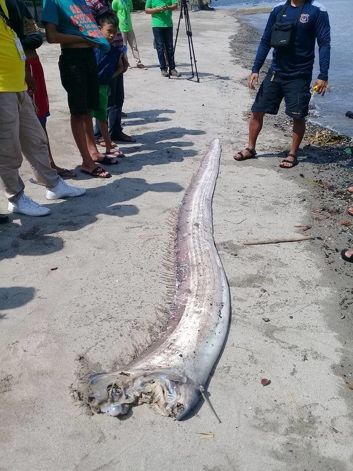 Oarfish