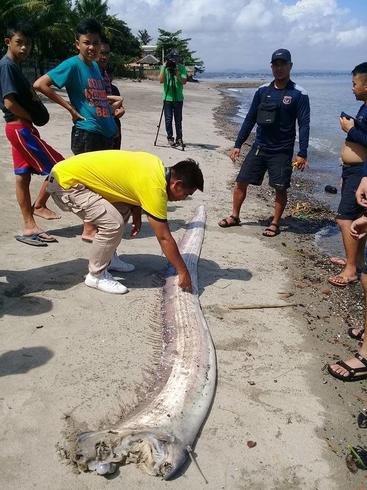 oarfish