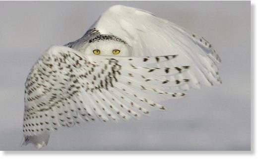Snowy owl