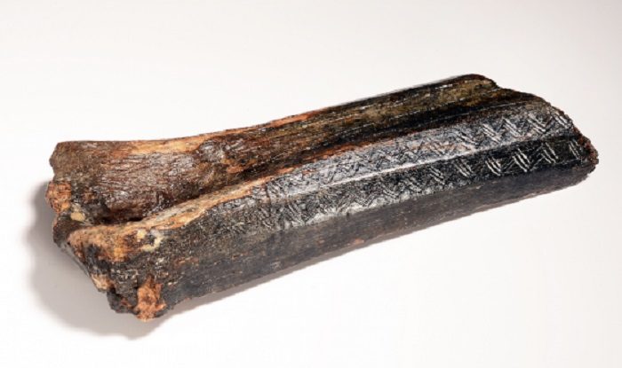 Bison Bone
