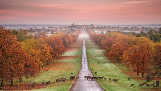 Windsor Castle deer