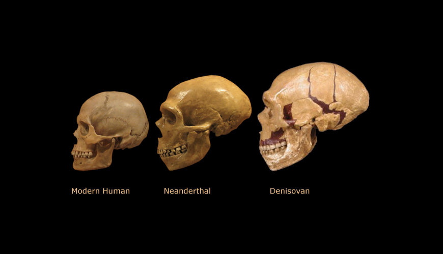 Click to enlarge skulls human neanderthal denisovians