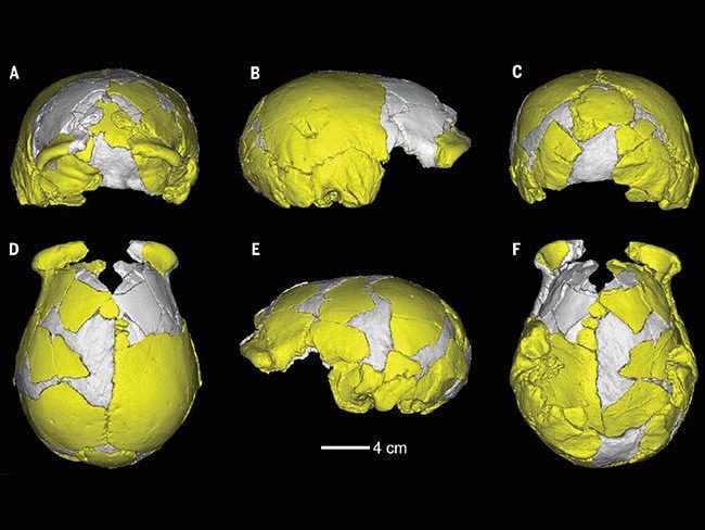 Xuchang 2 cranium: (A) Posterior, (B) left lateral, (C) right lateral, (D) posteroinferior, (E) superior, and (F) inferior views.