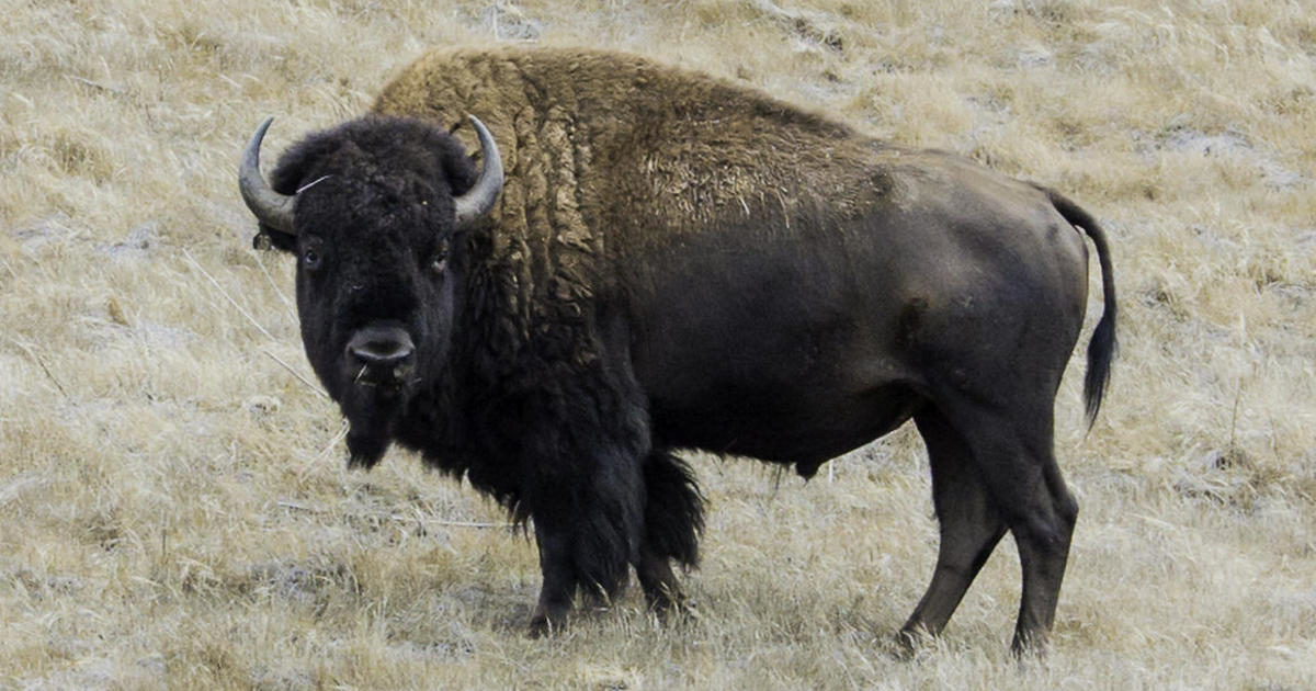 A file image of a Buffalo in California's Catalina Island.