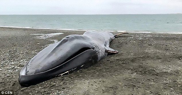 Initial reports suggest the mammal could have died from an illness or possibly following a collision with a ship, although it displayed no obvious signs of physical injury