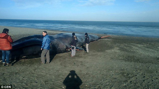 Click to enlarge The carcass proved a draw for locals in the area with people descending on the beach to take pictures