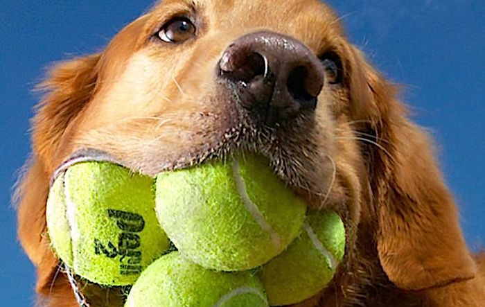 Click to enlarge DogTennisballs