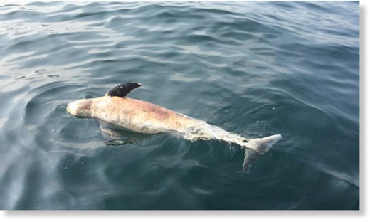 Four finless porpoises were found across Hong Kong
