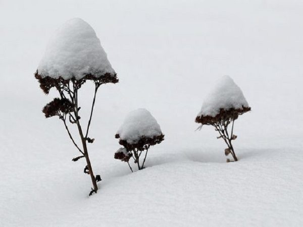snow covered flowers