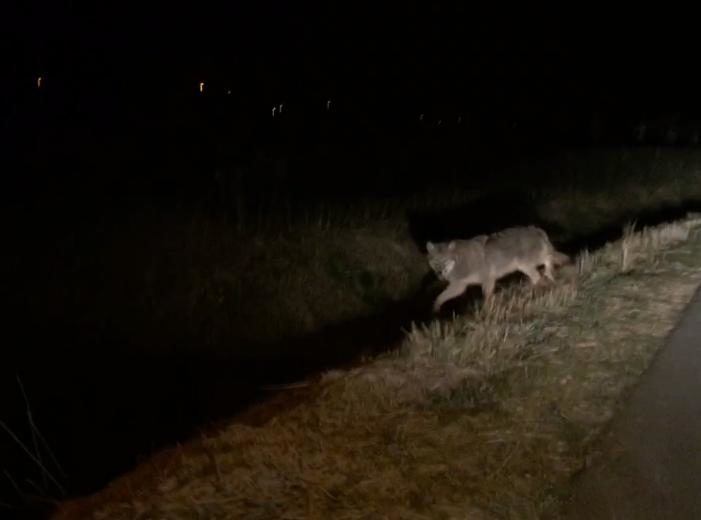 wolf nederland