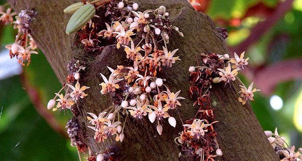 Click to enlarge FLOWERS FOR CHOCOLATE