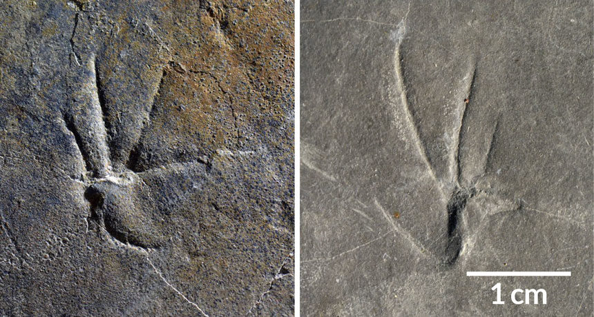 fossilized reptile footprints