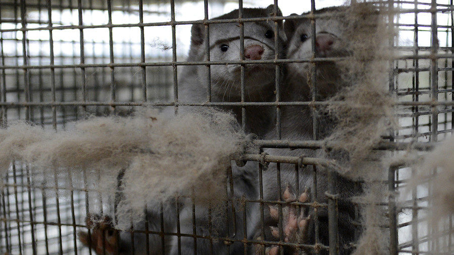 mink farm