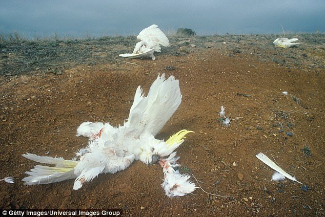 Click to enlarge Over 100 cockatoos have been found dead in New South Wales' Hunter Valley (stock image)