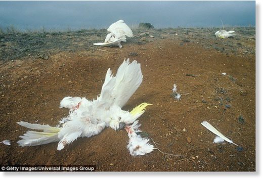 Over 100 cockatoos have been found dead in New South Wales' Hunter Valley (stock image)